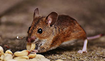 24 Hour & Emergency Exterminators in Vcu Mcv East, VA